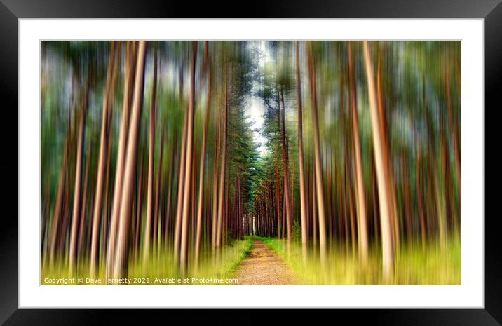 A Path Through the Pines Framed Mounted Print by Dave Harnetty