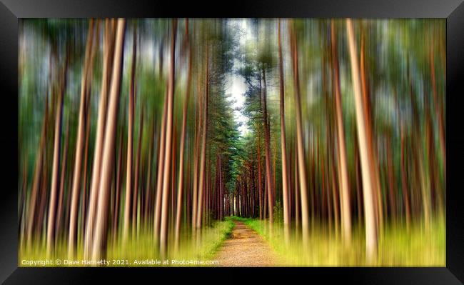A Path Through the Pines Framed Print by Dave Harnetty