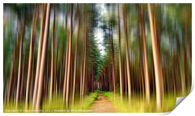 A Path Through the Pines Print by Dave Harnetty