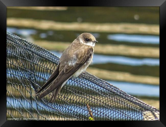 Sand Martin Framed Print by Jane Metters