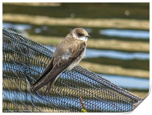 Sand Martin Print by Jane Metters