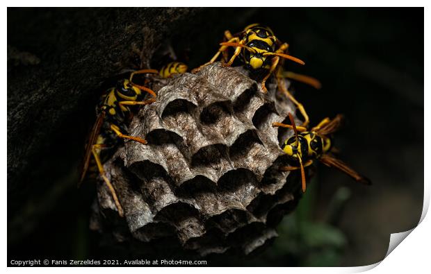Wasp Nest Print by Fanis Zerzelides