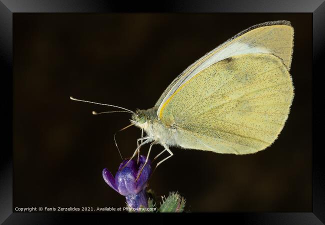 Butterfly collecting nectar Framed Print by Fanis Zerzelides