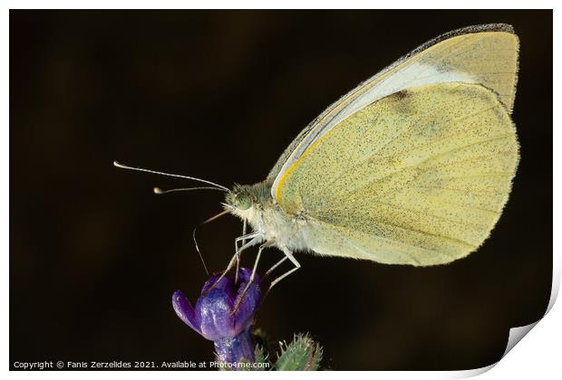 Butterfly collecting nectar Print by Fanis Zerzelides