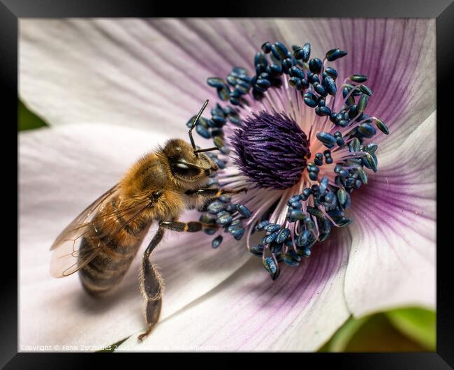 A bee attracted Framed Print by Fanis Zerzelides