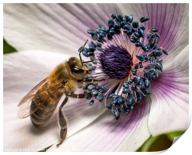 A bee attracted Print by Fanis Zerzelides