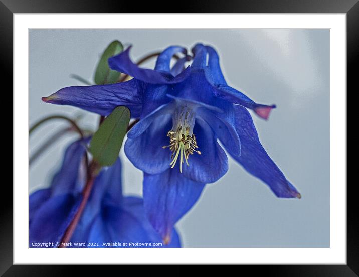 Aquilegia in Blue Framed Mounted Print by Mark Ward