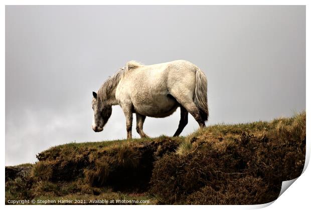 Pregnant Pony Print by Stephen Hamer