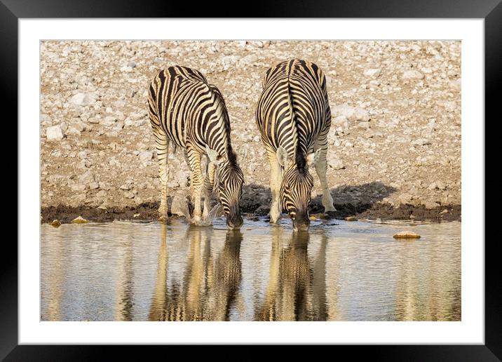 Two Plains Zebras at the Waterhole Framed Mounted Print by Belinda Greb