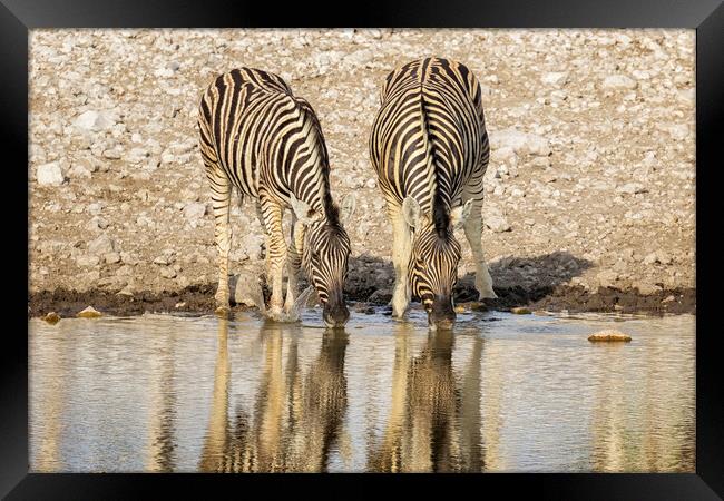 Two Plains Zebras at the Waterhole Framed Print by Belinda Greb