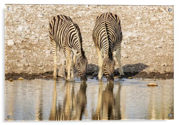 Two Plains Zebras at the Waterhole Acrylic by Belinda Greb