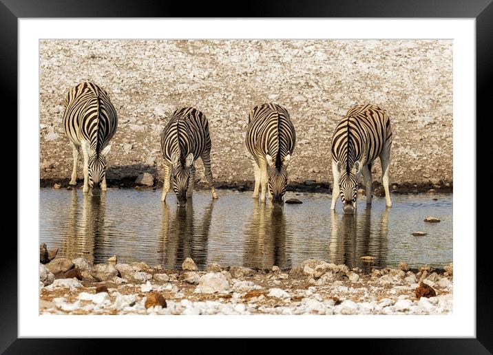 Four Plains Zebras at the Waterhole Framed Mounted Print by Belinda Greb