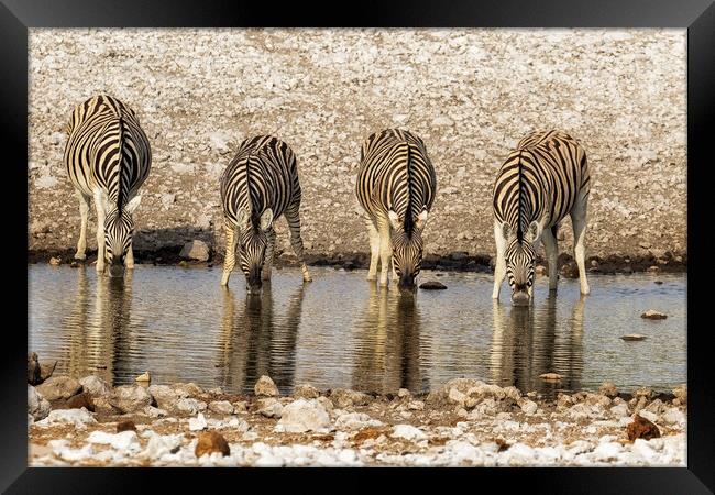 Four Plains Zebras at the Waterhole Framed Print by Belinda Greb