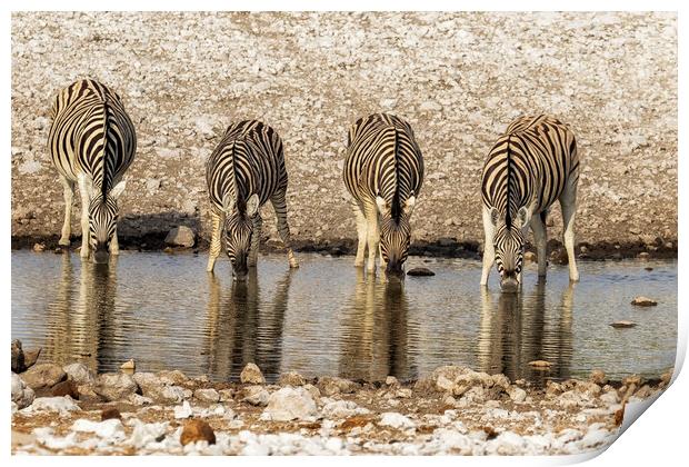 Four Plains Zebras at the Waterhole Print by Belinda Greb