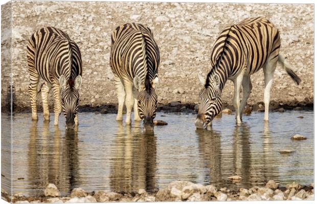 Three Plains Zebras at the Waterhole Canvas Print by Belinda Greb