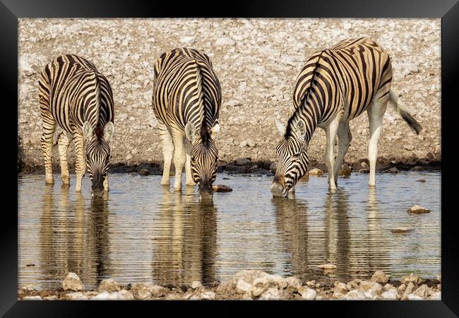 Three Plains Zebras at the Waterhole Framed Print by Belinda Greb