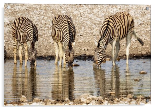 Three Plains Zebras at the Waterhole Acrylic by Belinda Greb