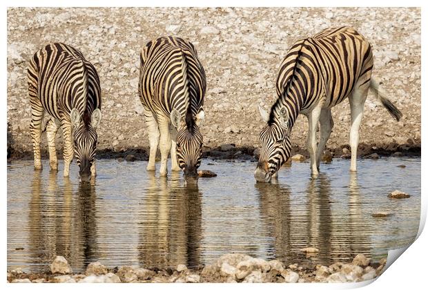 Three Plains Zebras at the Waterhole Print by Belinda Greb
