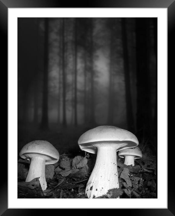 Clouded Agarics B&W Framed Mounted Print by David Neighbour