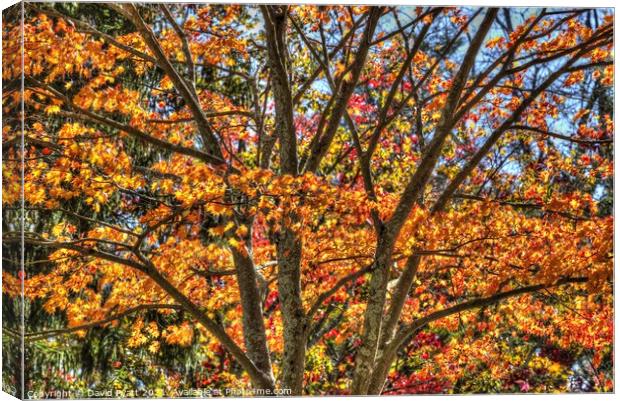 New York Autumn Colours Canvas Print by David Pyatt