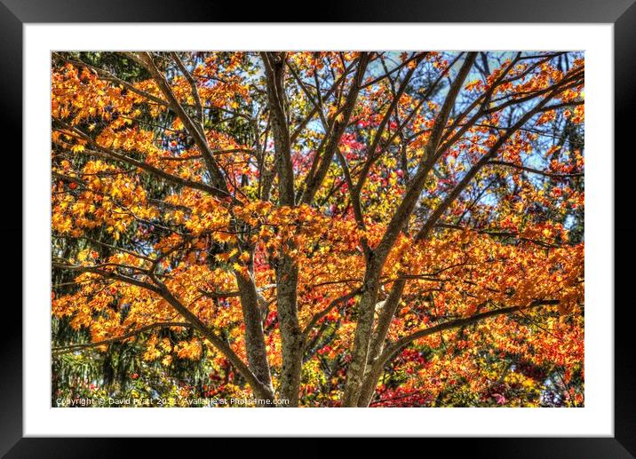 New York Autumn Colours Framed Mounted Print by David Pyatt