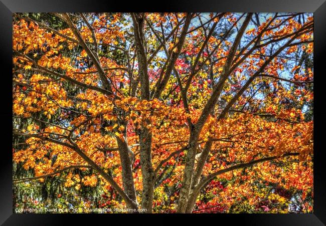 New York Autumn Colours Framed Print by David Pyatt