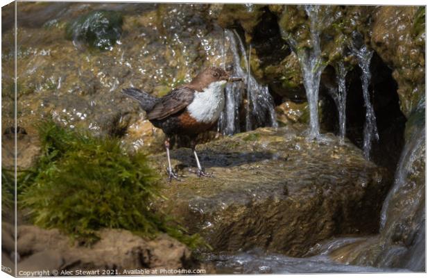 Dipper and Falls Canvas Print by Alec Stewart