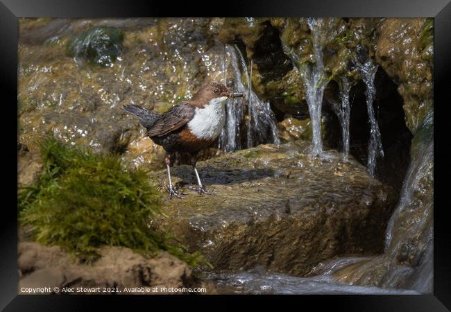 Dipper and Falls Framed Print by Alec Stewart