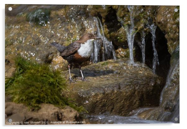Dipper and Falls Acrylic by Alec Stewart