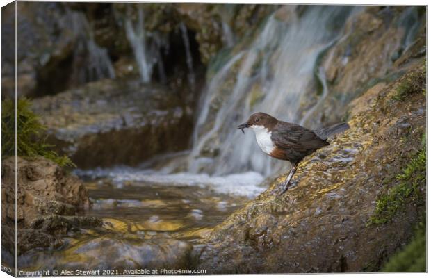 Dipper and Falls Canvas Print by Alec Stewart
