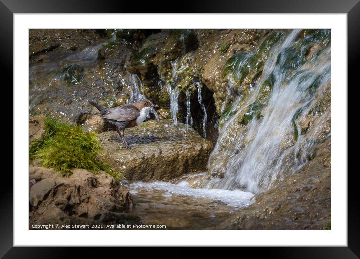 Dipper and Falls Framed Mounted Print by Alec Stewart