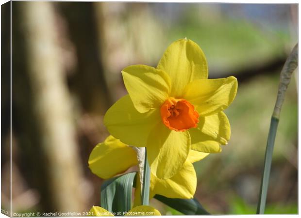 Spring Daffodil Canvas Print by Rachel Goodfellow