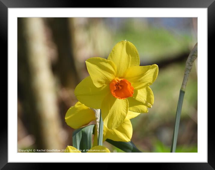 Spring Daffodil Framed Mounted Print by Rachel Goodfellow