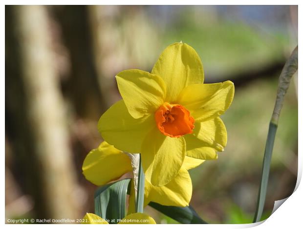 Spring Daffodil Print by Rachel Goodfellow