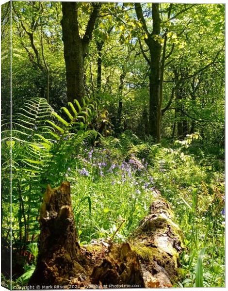 A walk in the woods  Canvas Print by Mark Ritson