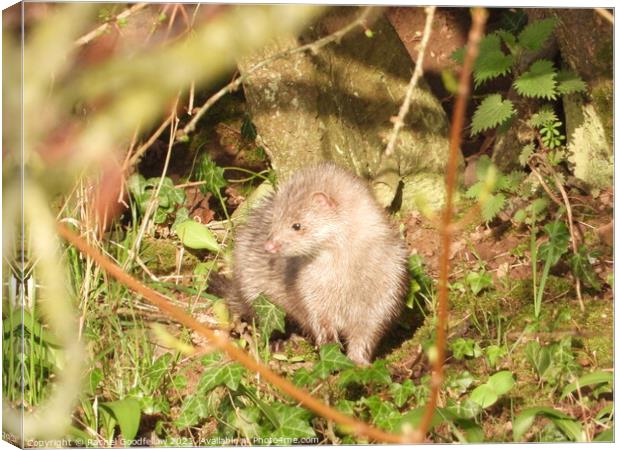 Mink on the riverbank Canvas Print by Rachel Goodfellow