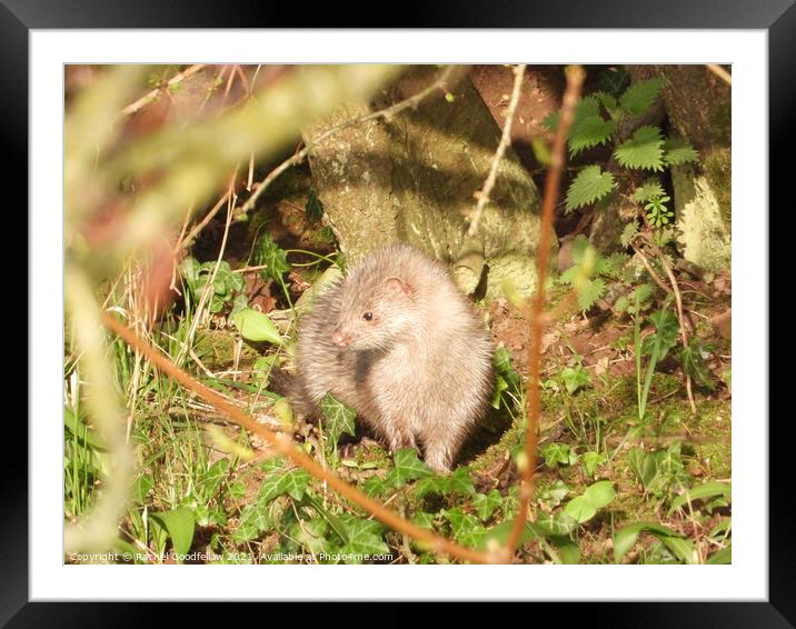 Mink on the riverbank Framed Mounted Print by Rachel Goodfellow