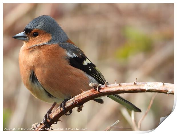 Perched Chaffinch Print by Rachel Goodfellow