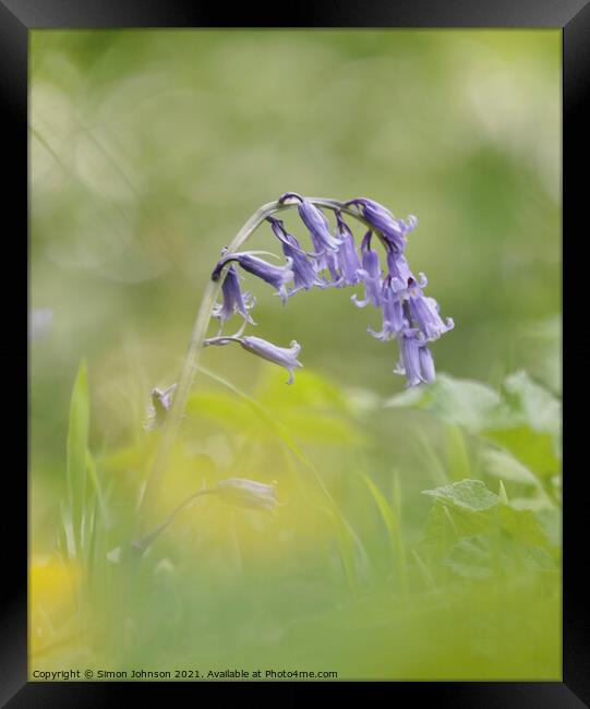  Bluebell flower Framed Print by Simon Johnson