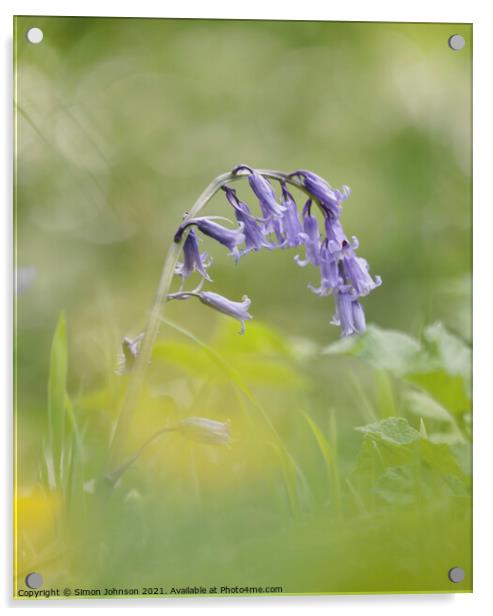  Bluebell flower Acrylic by Simon Johnson