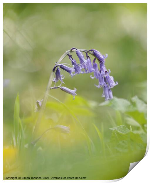  Bluebell flower Print by Simon Johnson