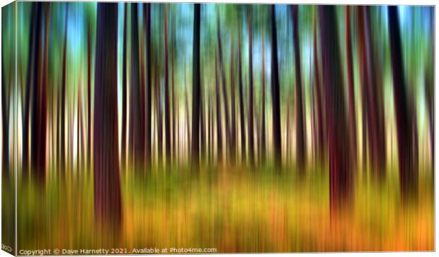 Through the Pines 12 Canvas Print by Dave Harnetty