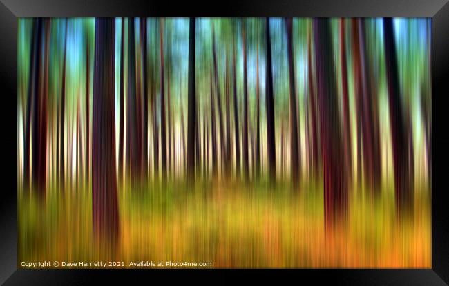 Through the Pines 12 Framed Print by Dave Harnetty