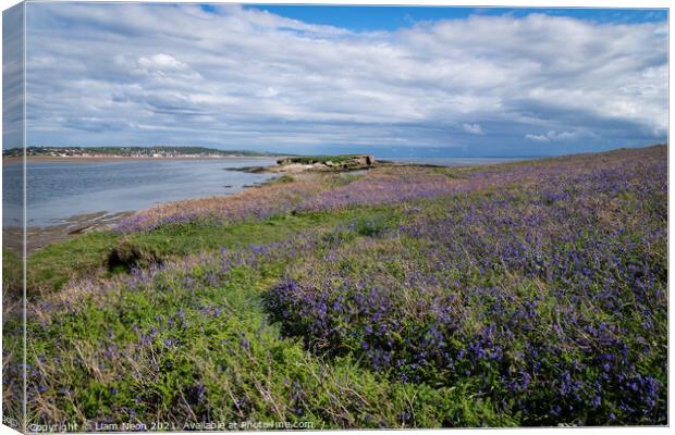 Hilbre Bluebells Canvas Print by Liam Neon