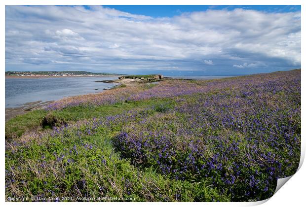 Hilbre Bluebells Print by Liam Neon