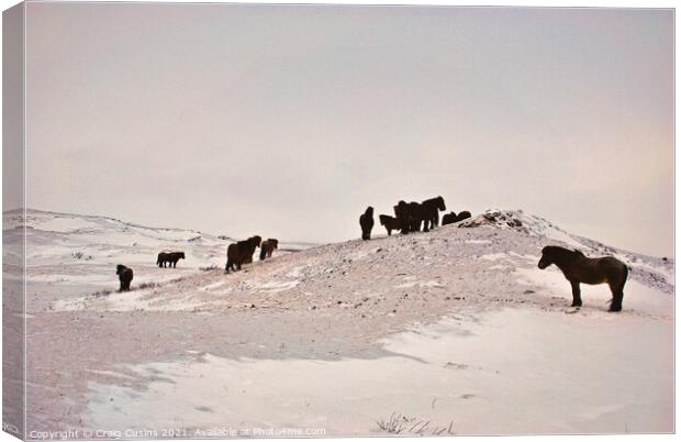 Icelandic Horses on a snow covered field Canvas Print by Wall Art by Craig Cusins