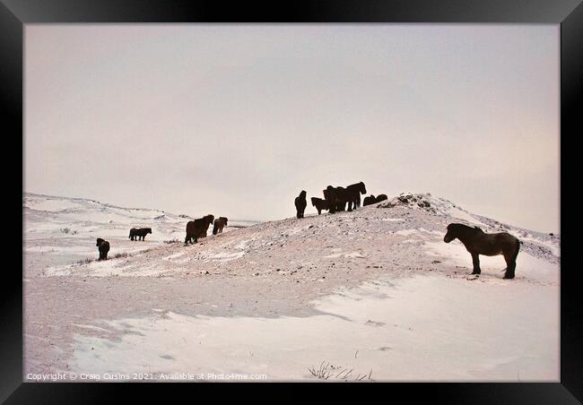 Icelandic Horses on a snow covered field Framed Print by Wall Art by Craig Cusins