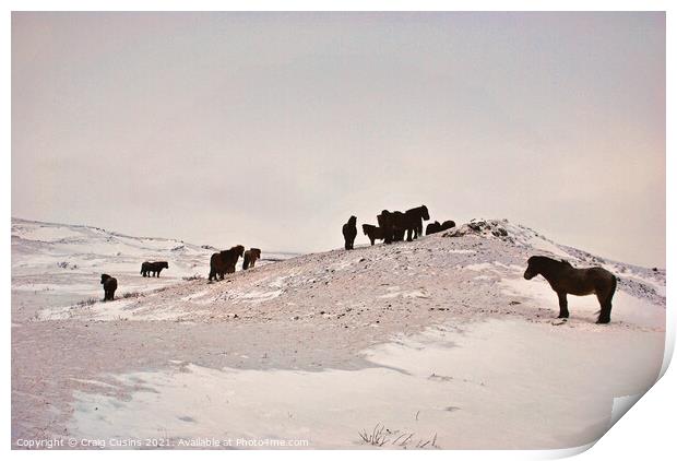 Icelandic Horses on a snow covered field Print by Wall Art by Craig Cusins