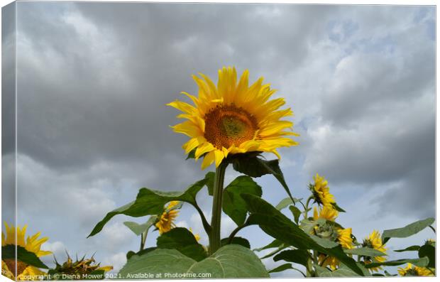 Sunflowers Canvas Print by Diana Mower