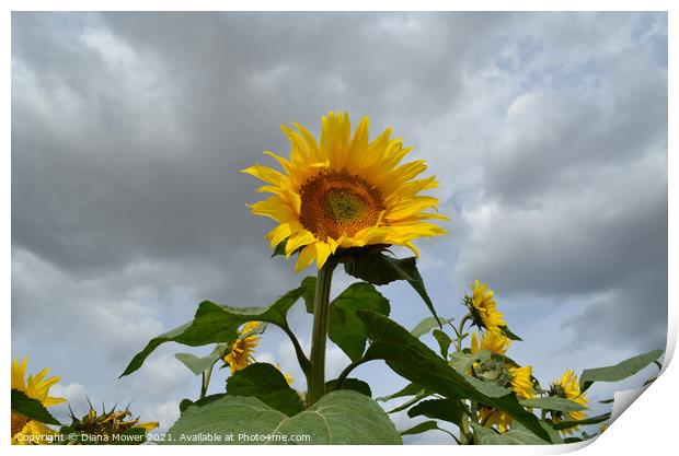 Sunflowers Print by Diana Mower